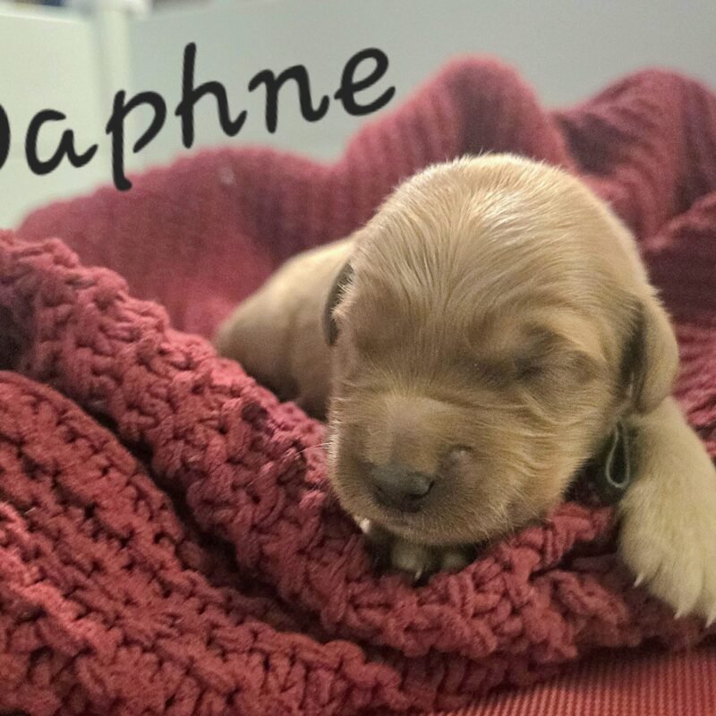 Daphne