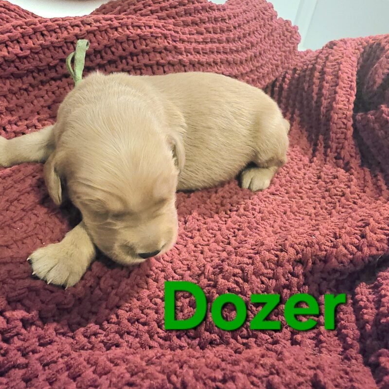 Dozer