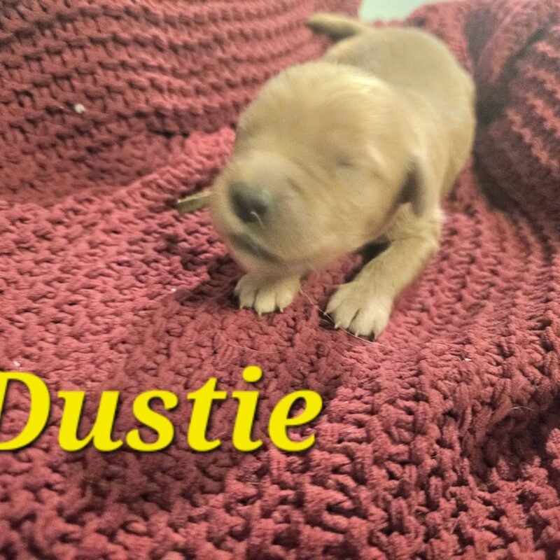 Dustie