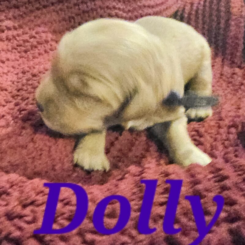 Dolly