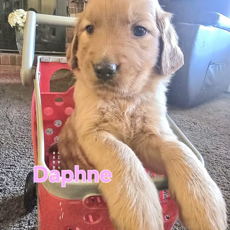Daphne
