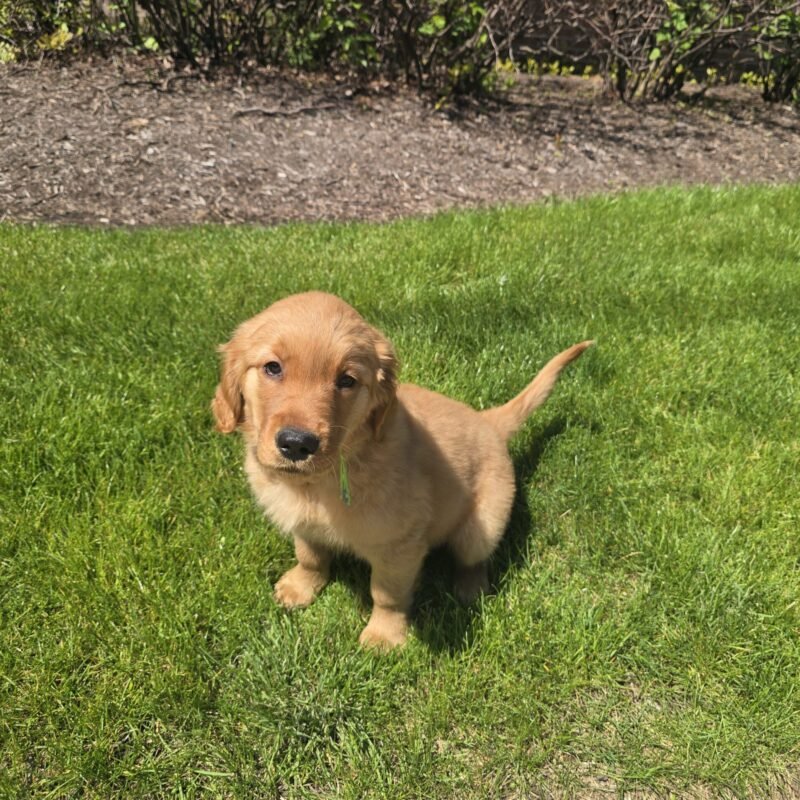 Dex