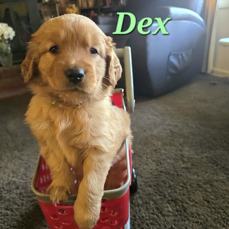 Dex