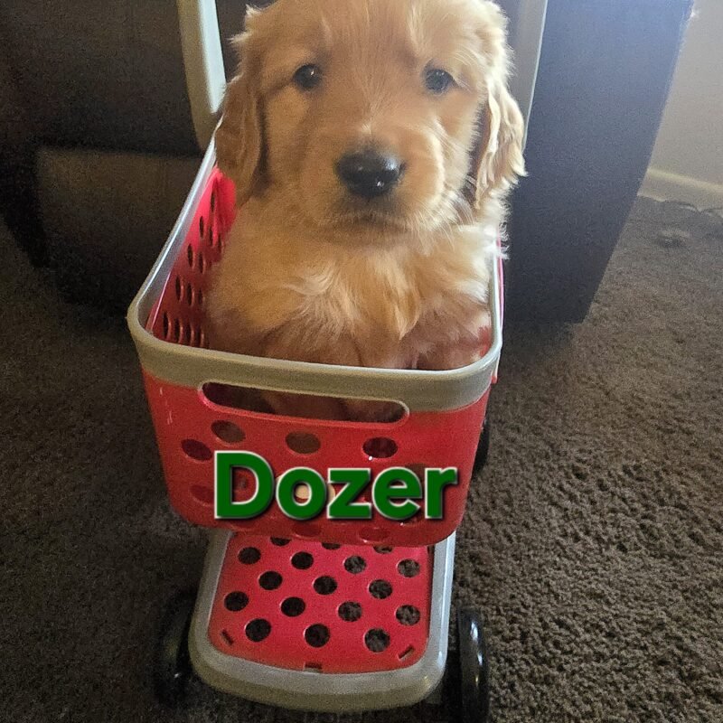 Dozer