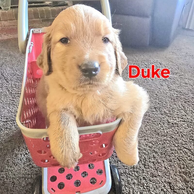 Duke