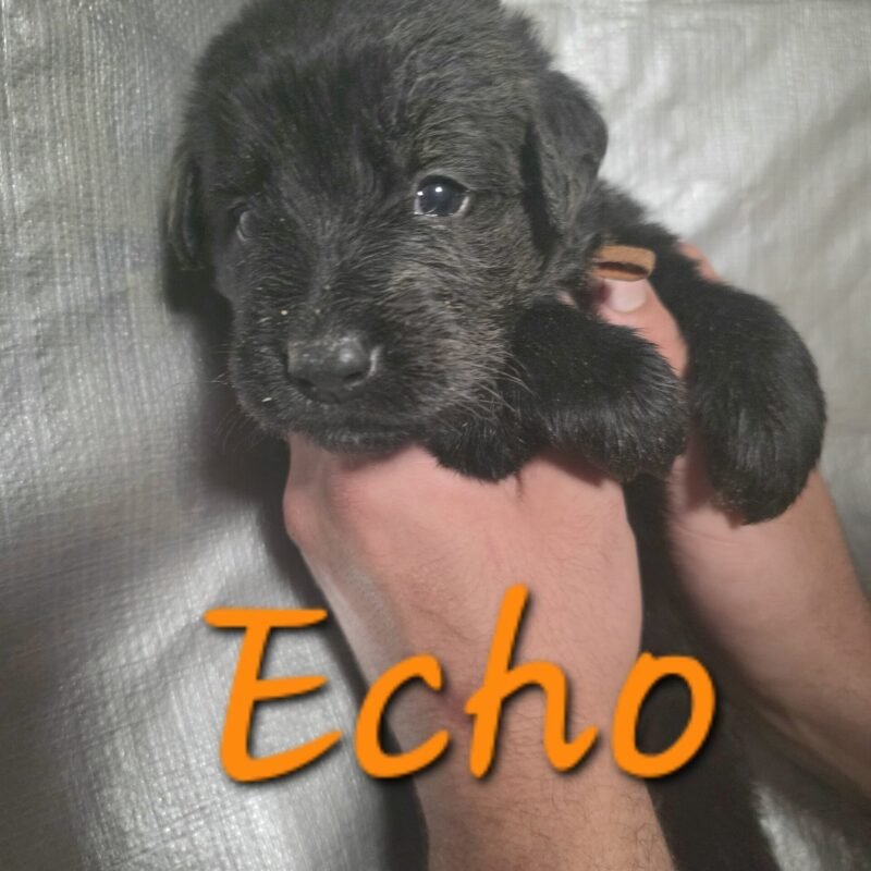 Echo