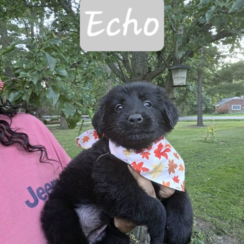 Echo