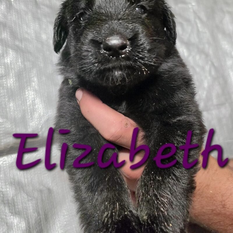 Elizabeth