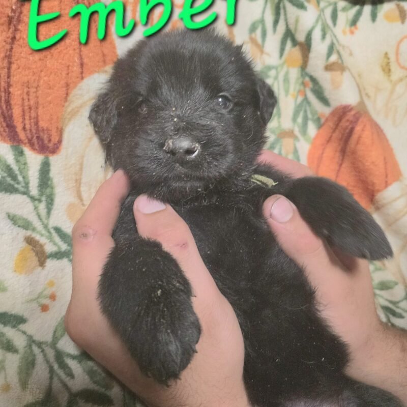 Ember