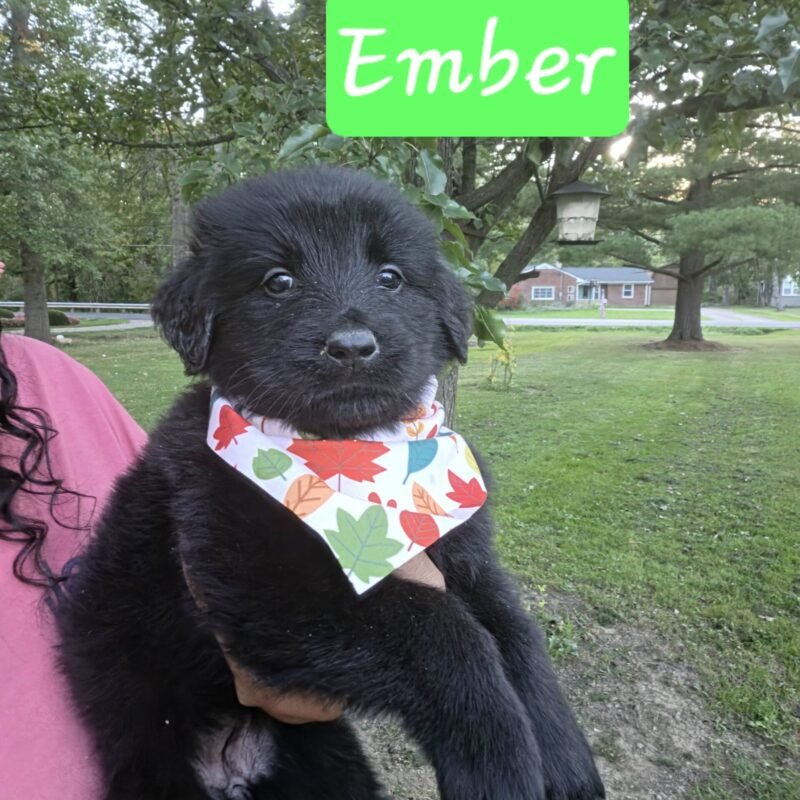 Ember
