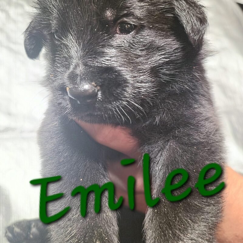 Emilee
