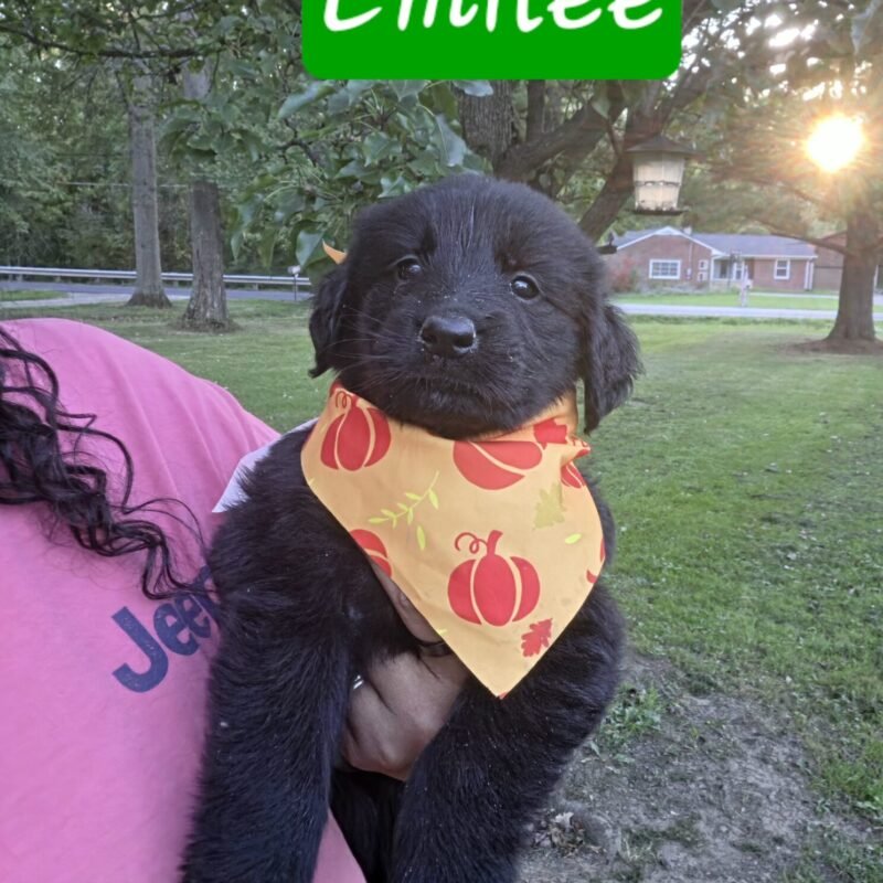 Emilee