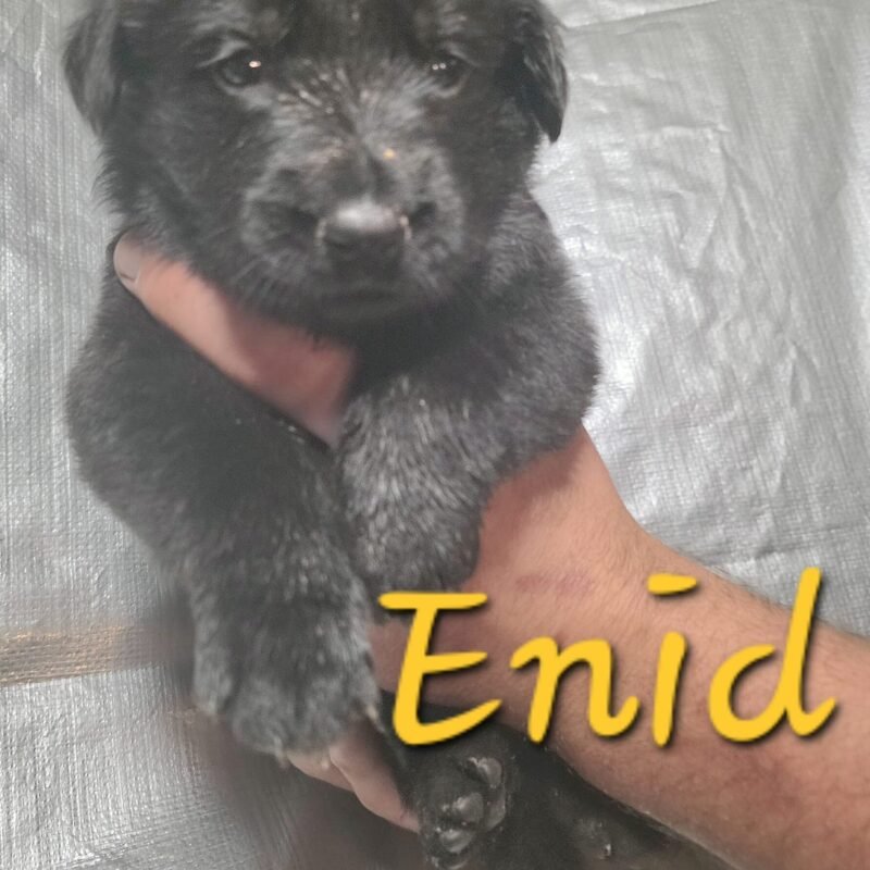 Enid