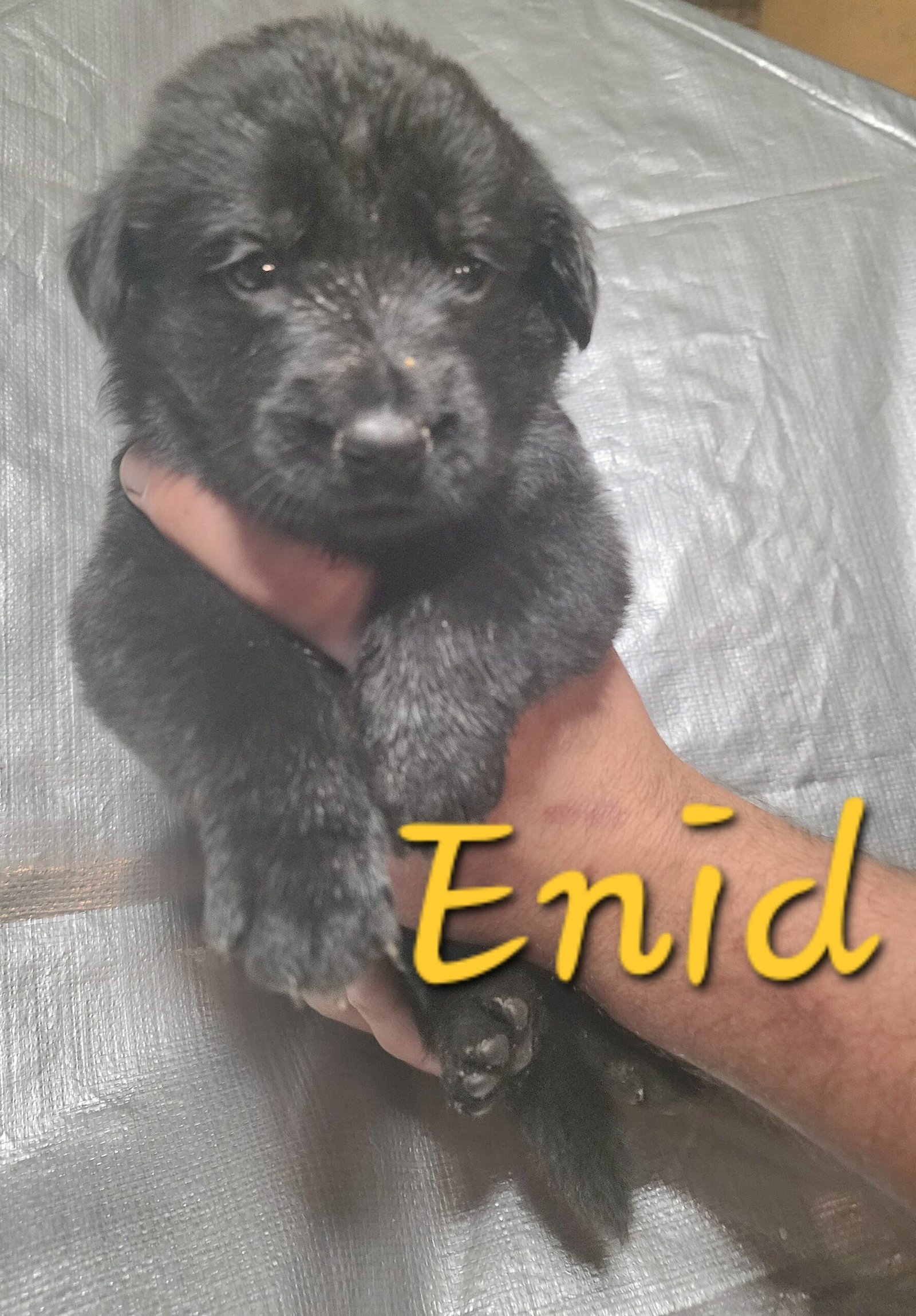 Enid