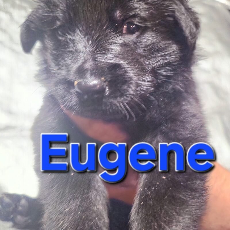 Eugene