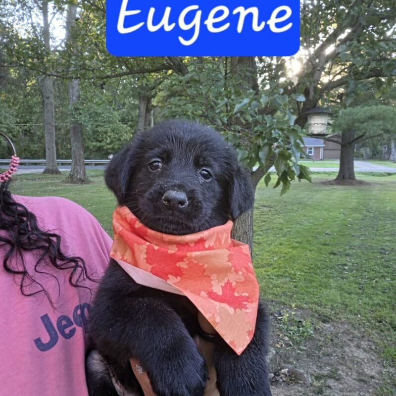 Eugene