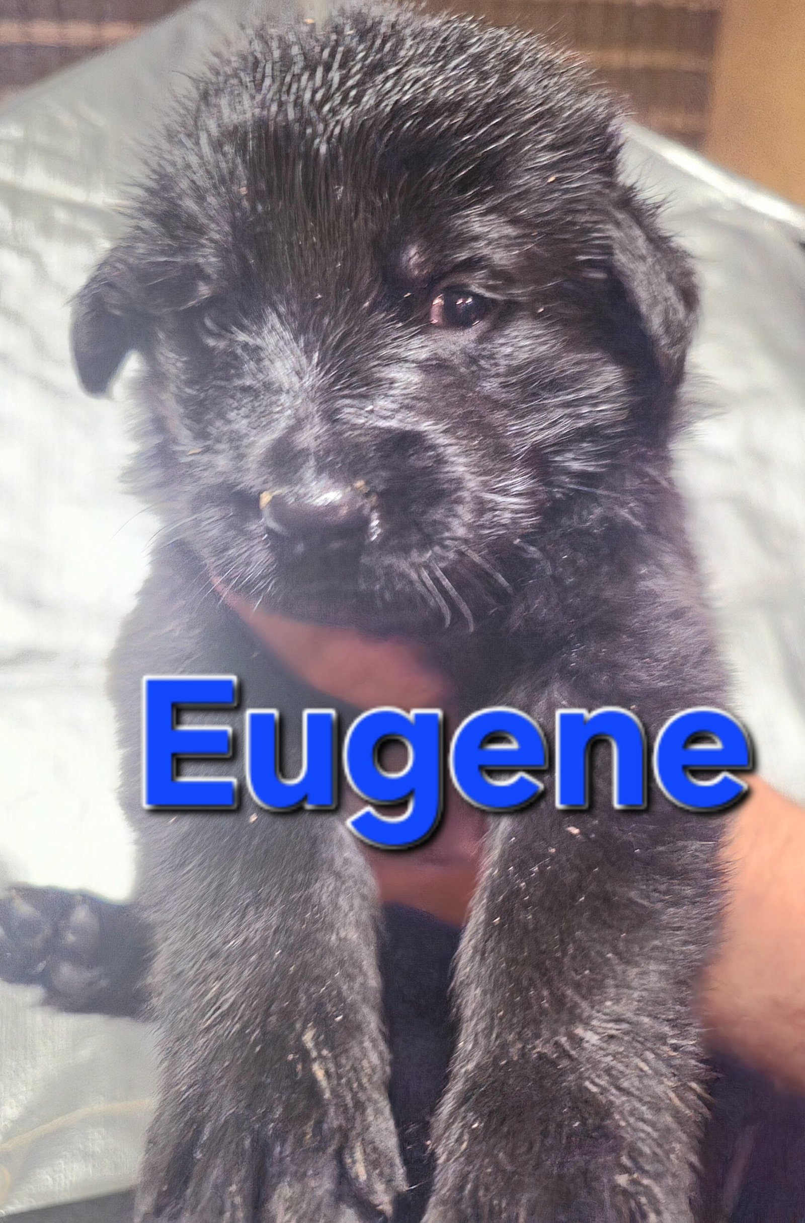 Eugene