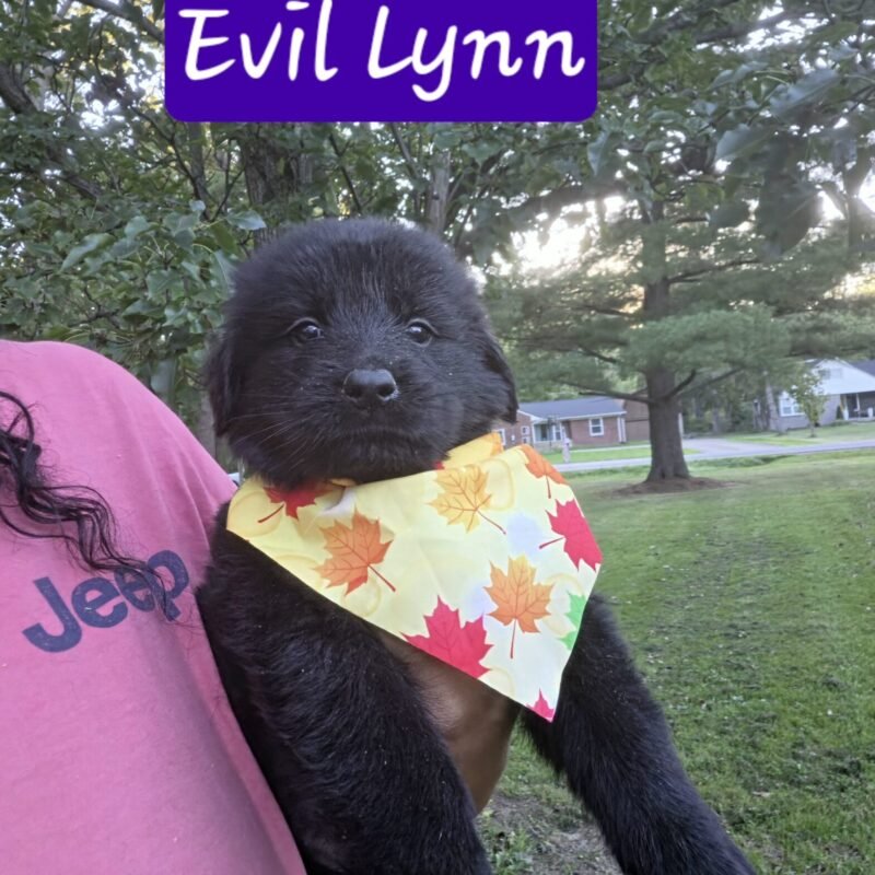 Evil Lynn
