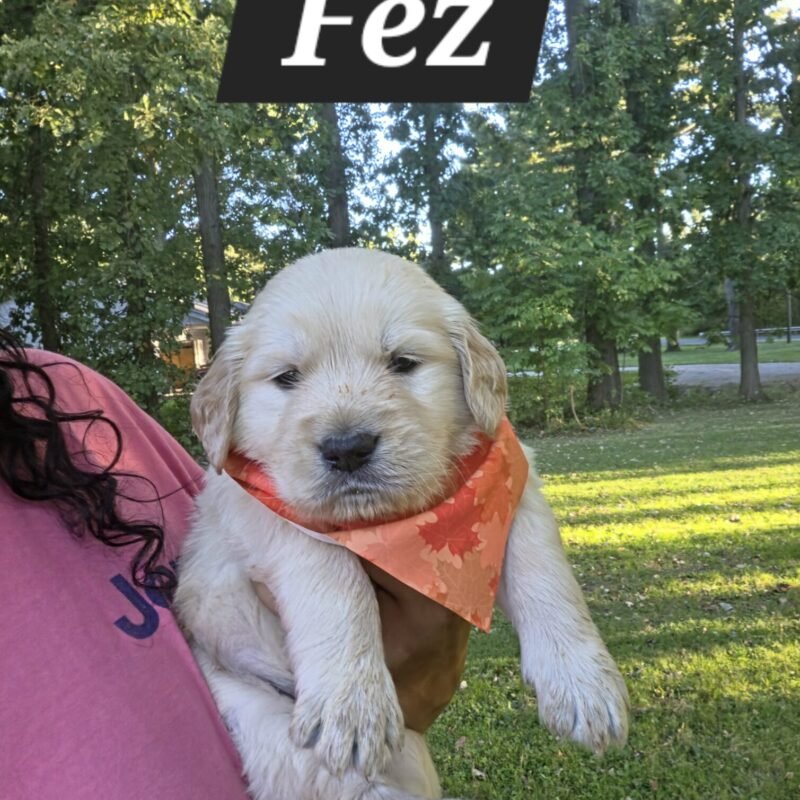 Fez
