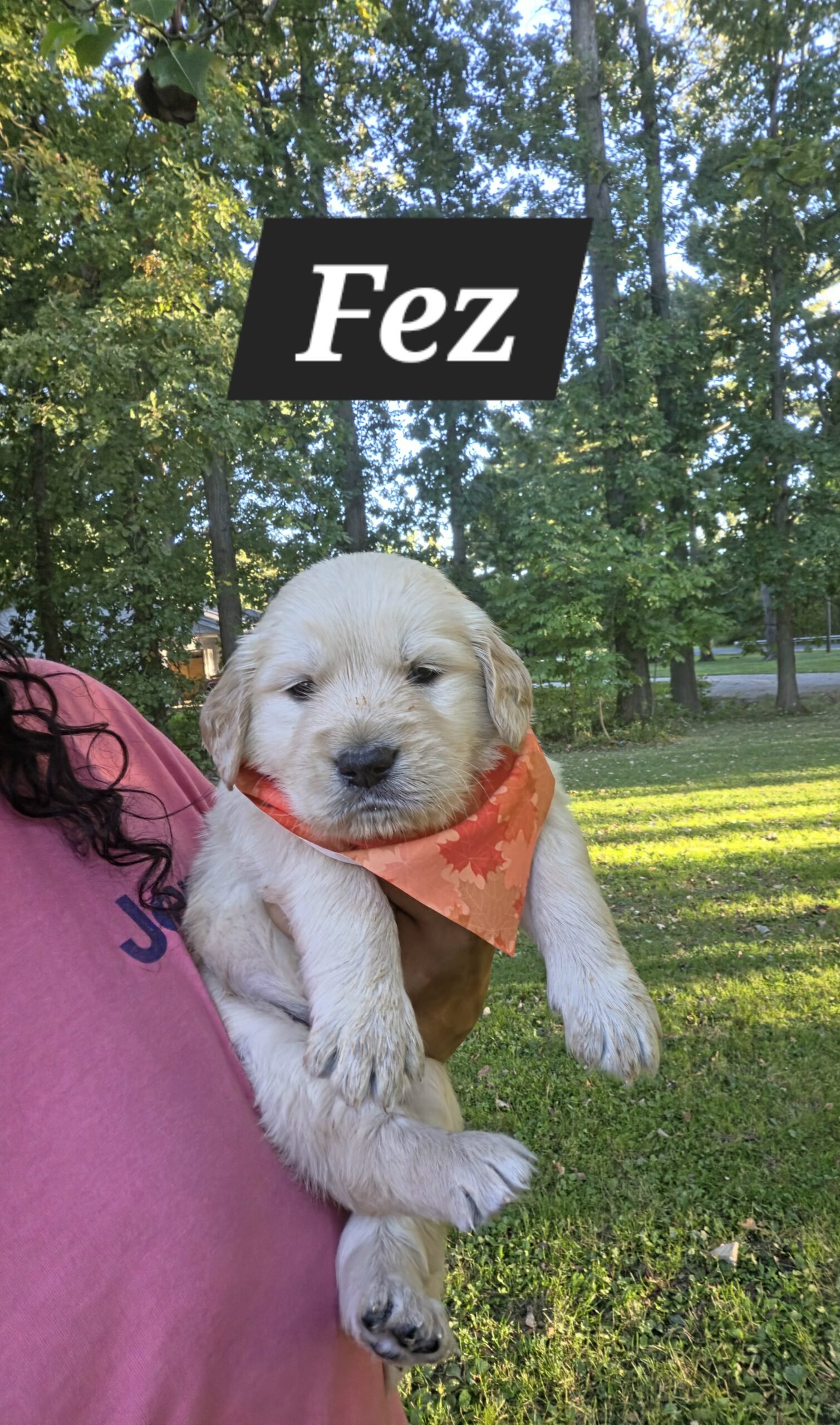 Fez