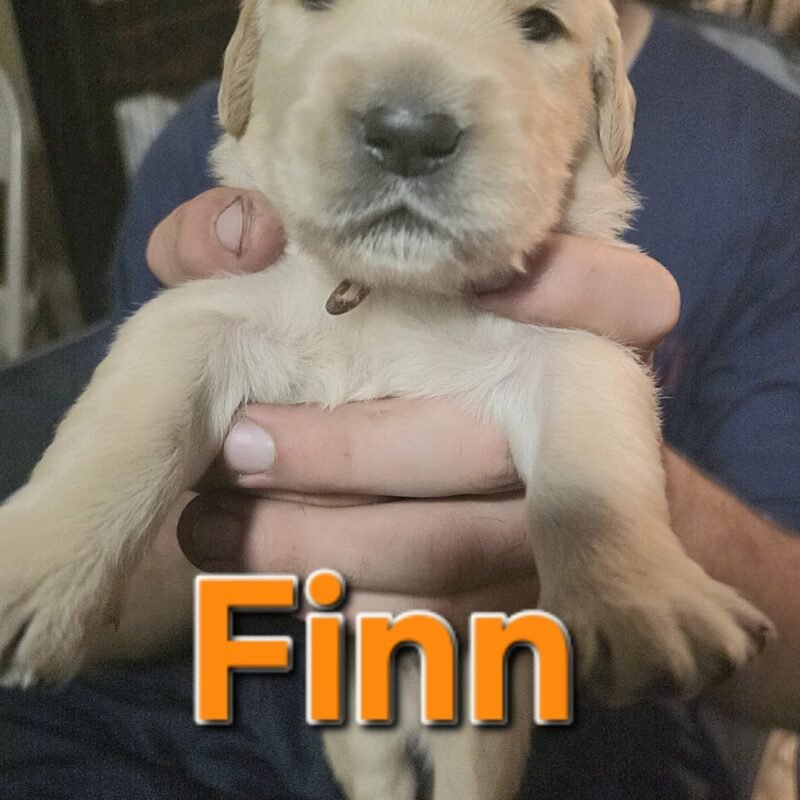 Finn