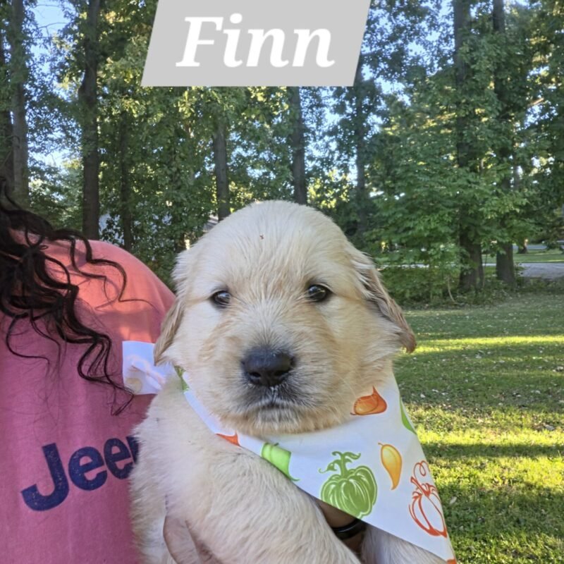Finn