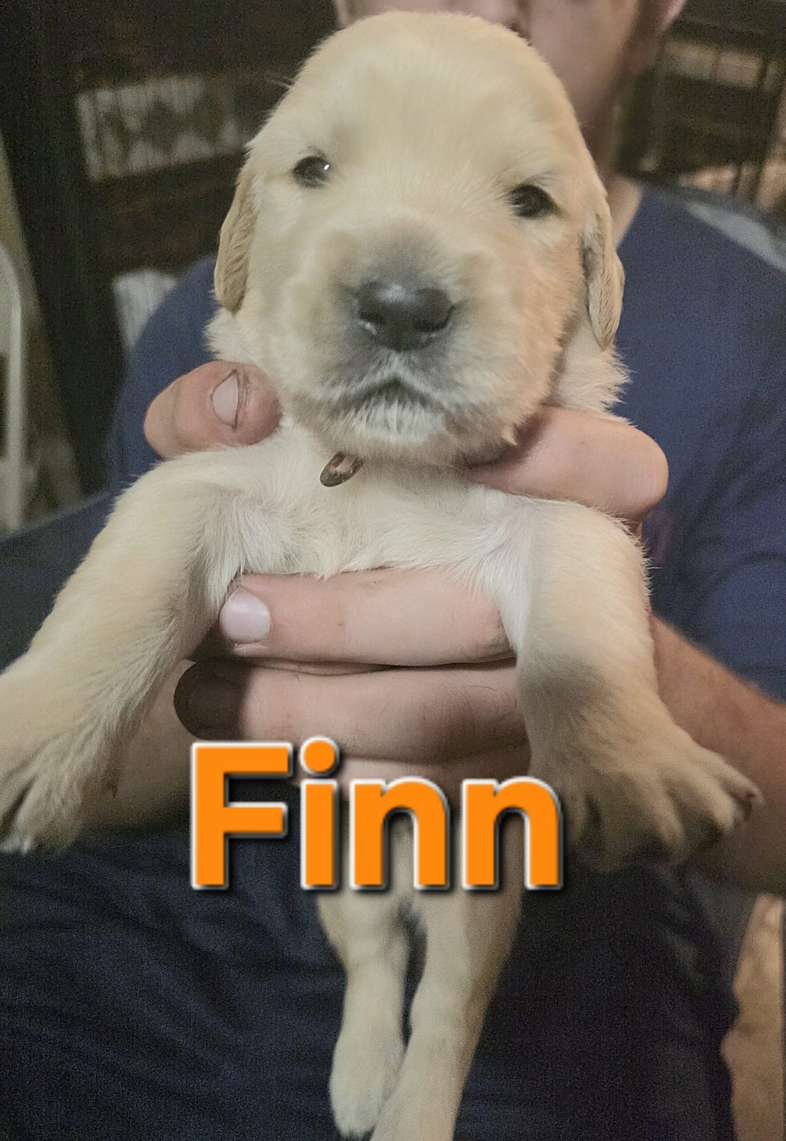 Finn