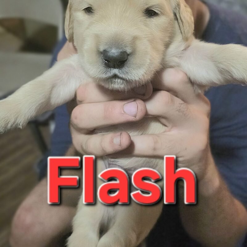 Flash