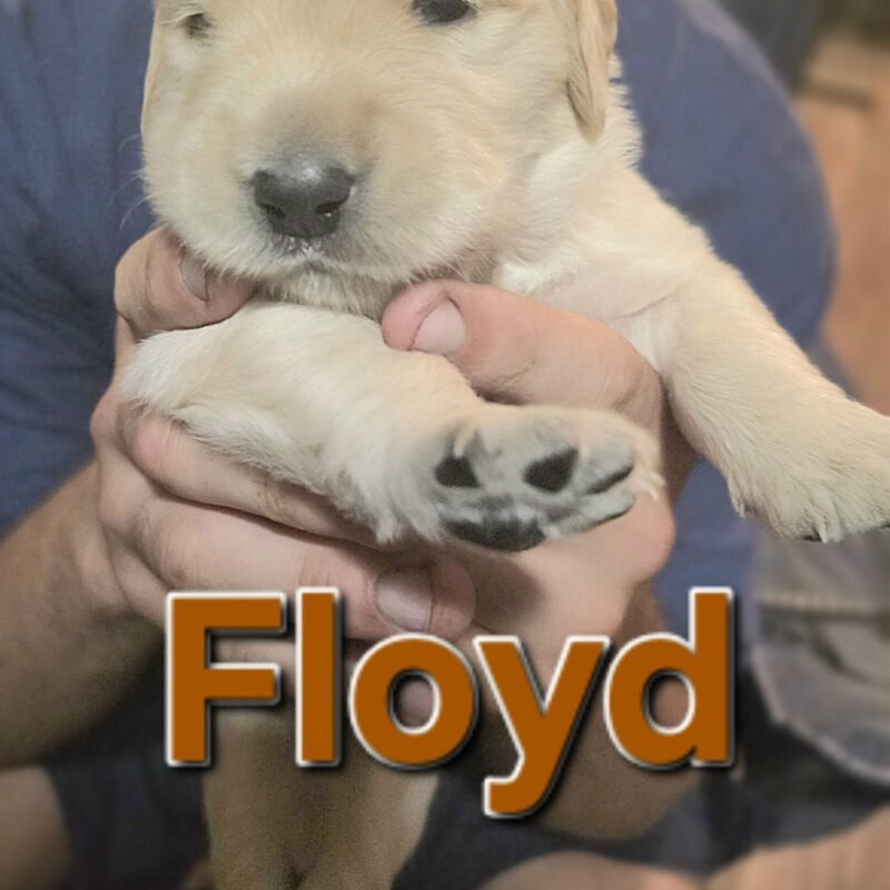Floyd