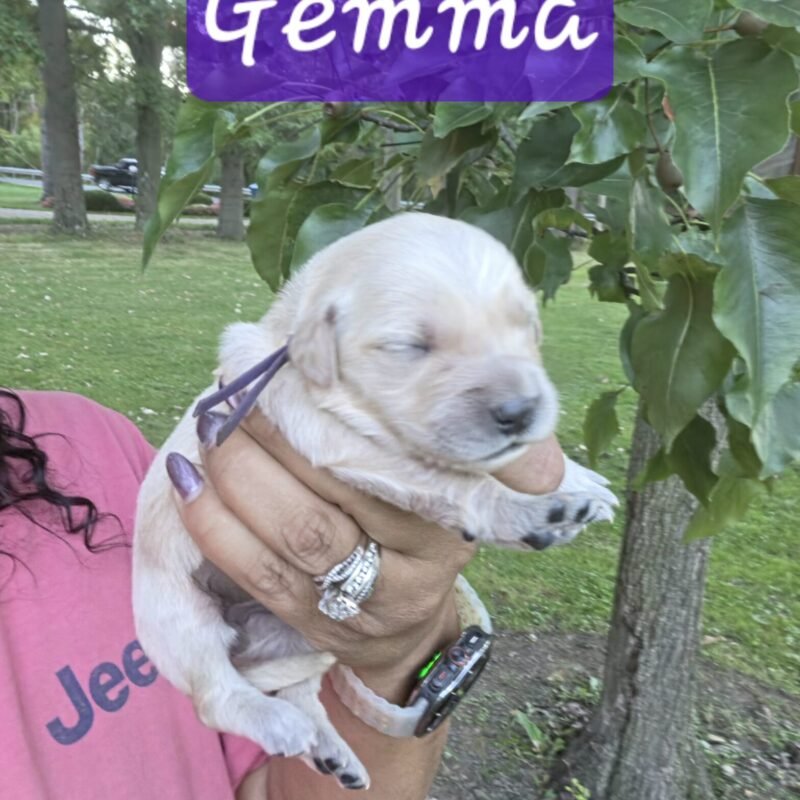 Gemma