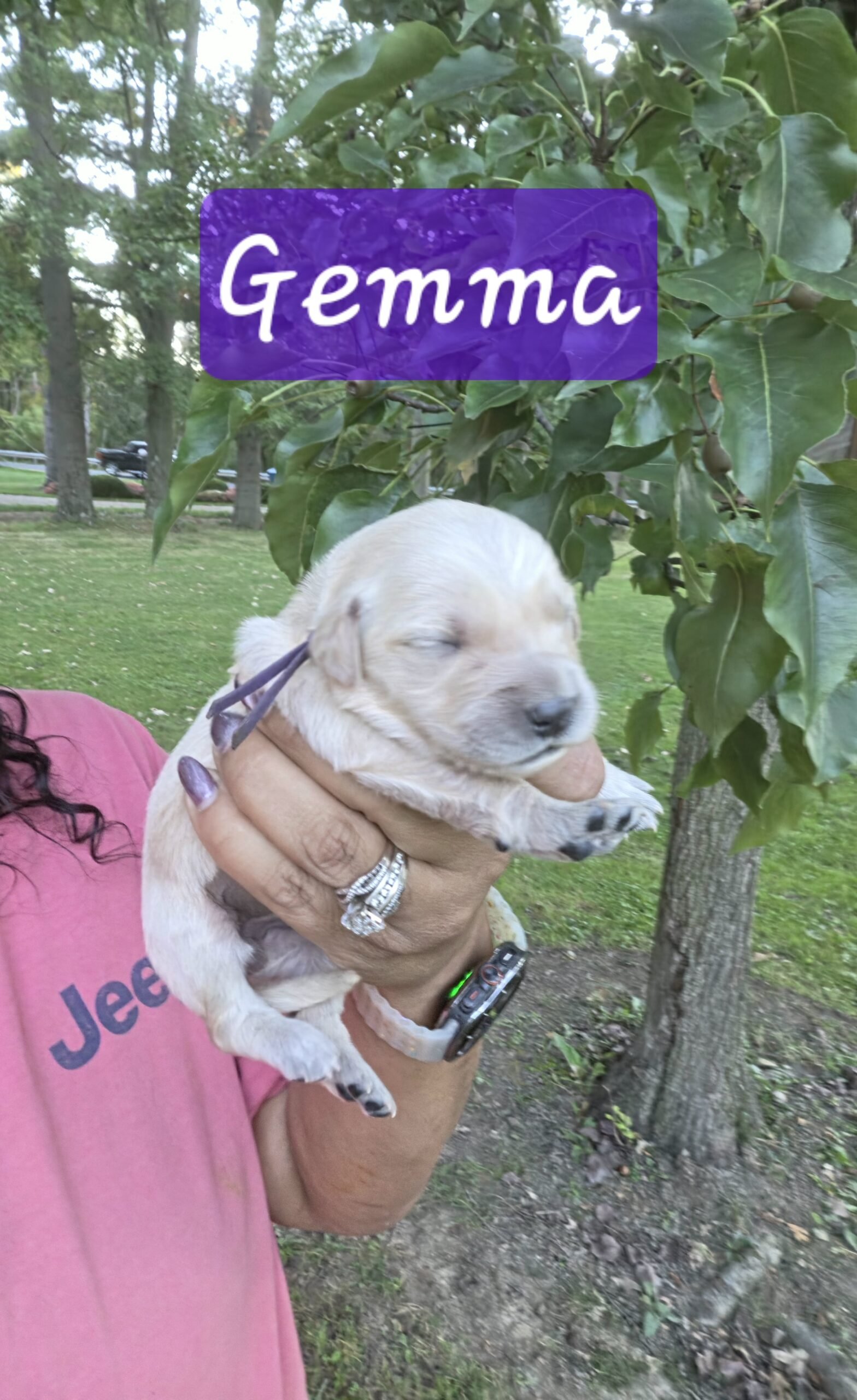 Gemma