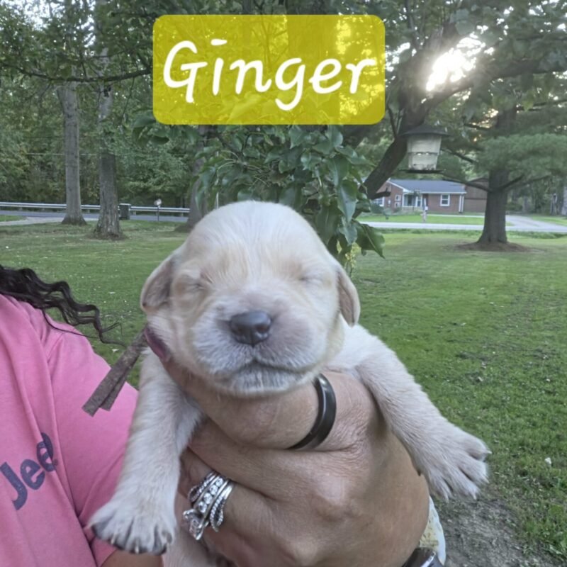 Ginger