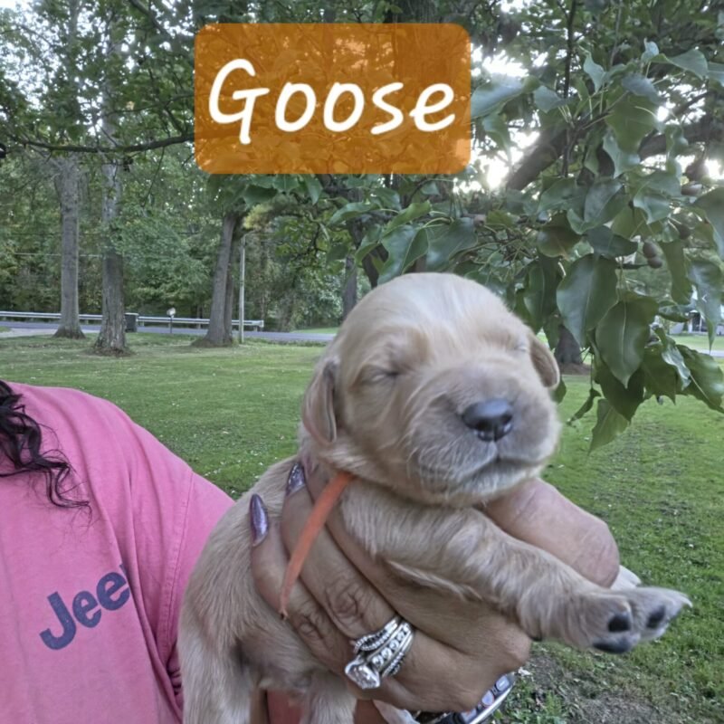 Goose