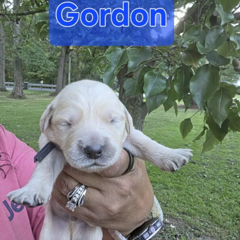 Gordon