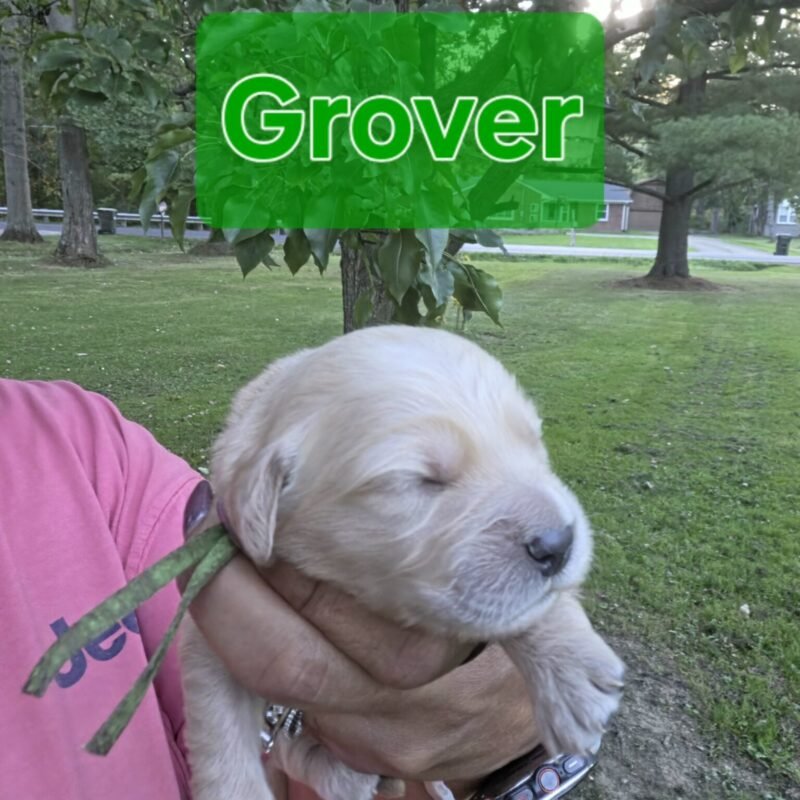 Grover